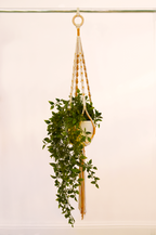 Deluxe Daisy Plant Hanger