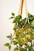 Didi Daisy Plant Hanger