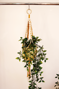Didi Daisy Plant Hanger